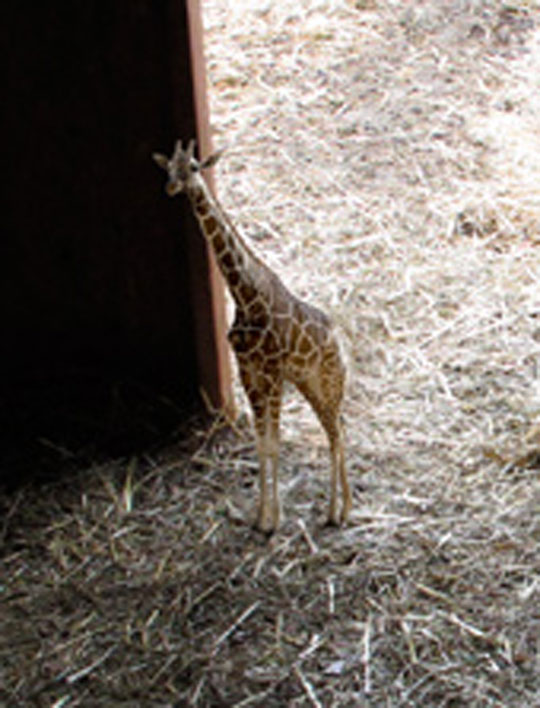 Image-2-girafe