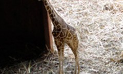Faites l’élevage de Mini-Girafes